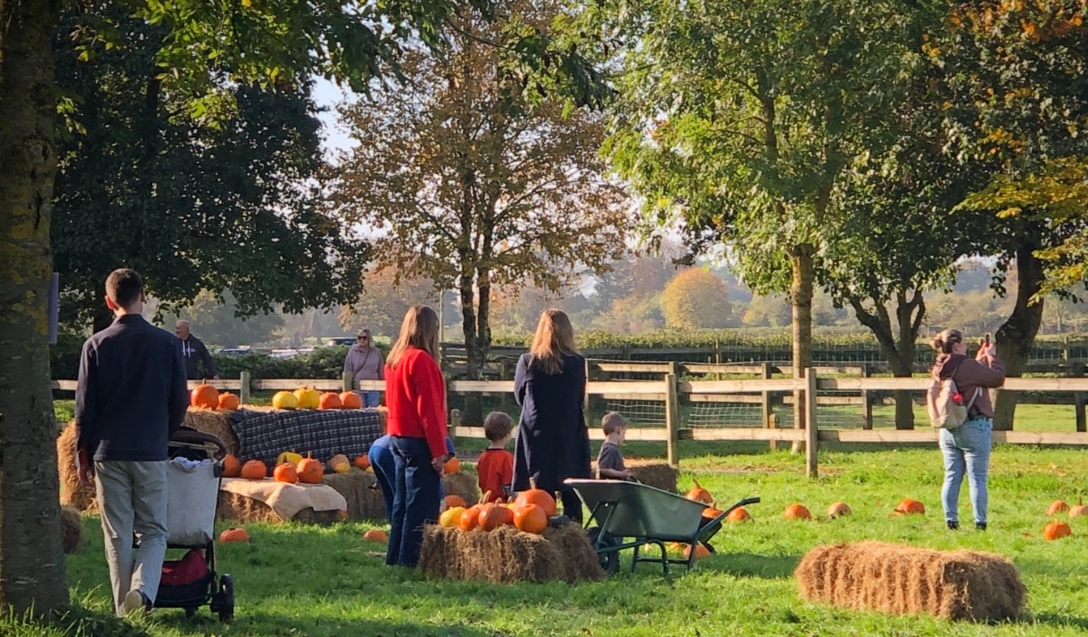 Pumpkin patch
