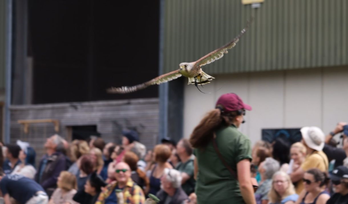 Kestrel flying overhead the crown