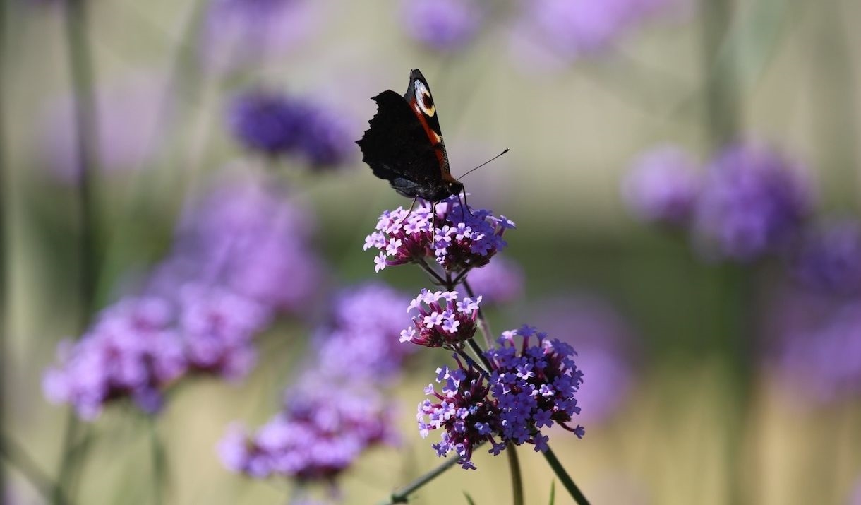 A butterfly on a purple flower
