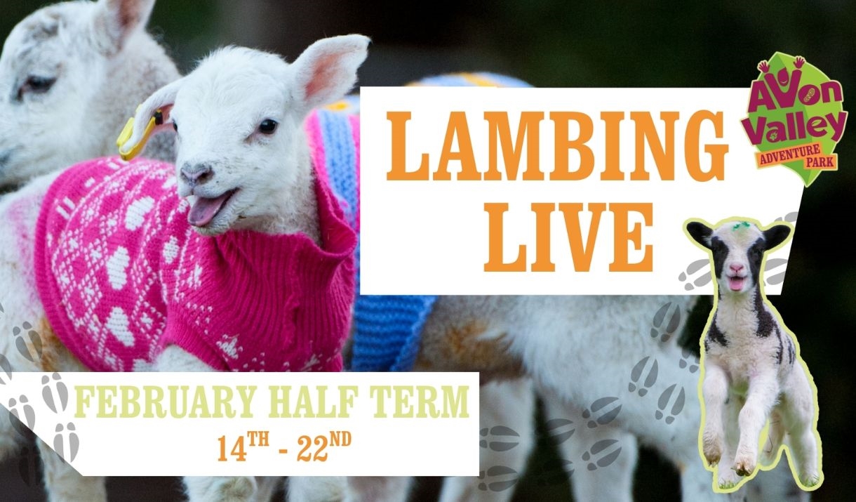 Two young lambs wearing colourful knitted jumpers stand outdoors, with one lamb looking at the camera with its tongue slightly out. Text on the image
