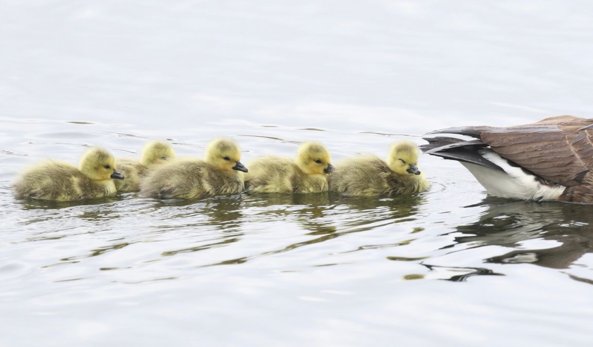5 goslings swimming behind an adult canada goose