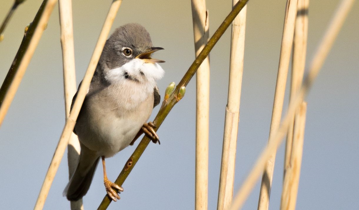 Whitethroat perched on a reed stem with its beak open in song