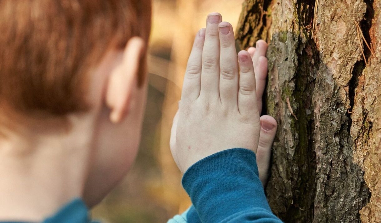 Boy touching bark of large tree