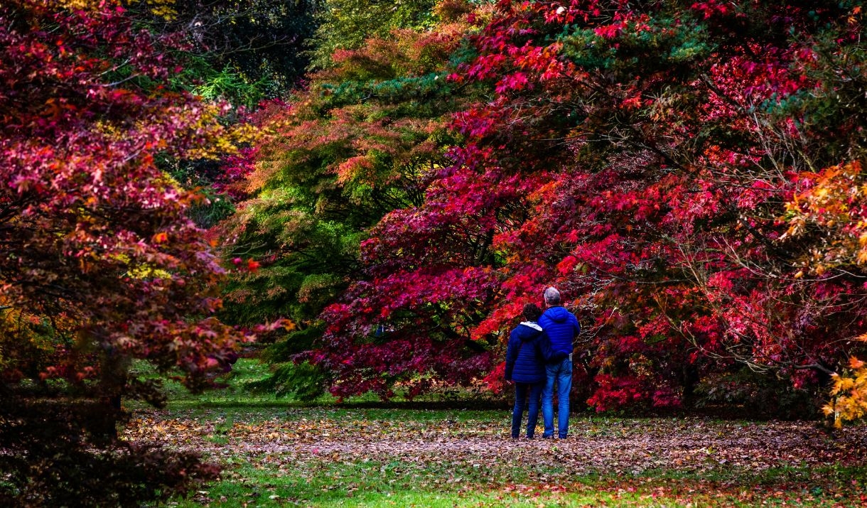 Autumn at Westonbirt Arboretum