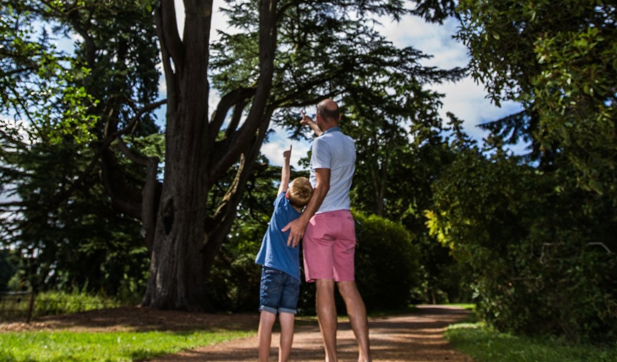 man and young boy looking up in the trees