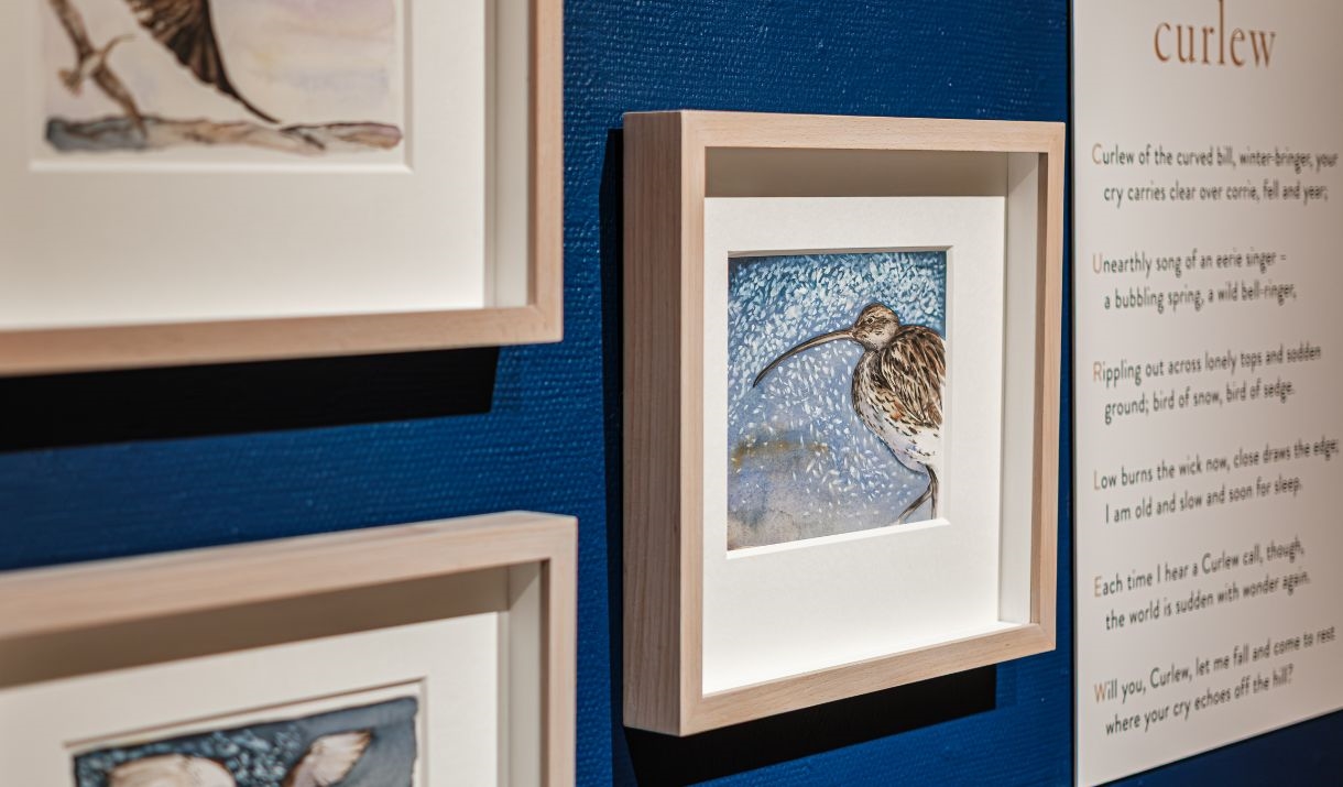 A selection of paintings of curlews