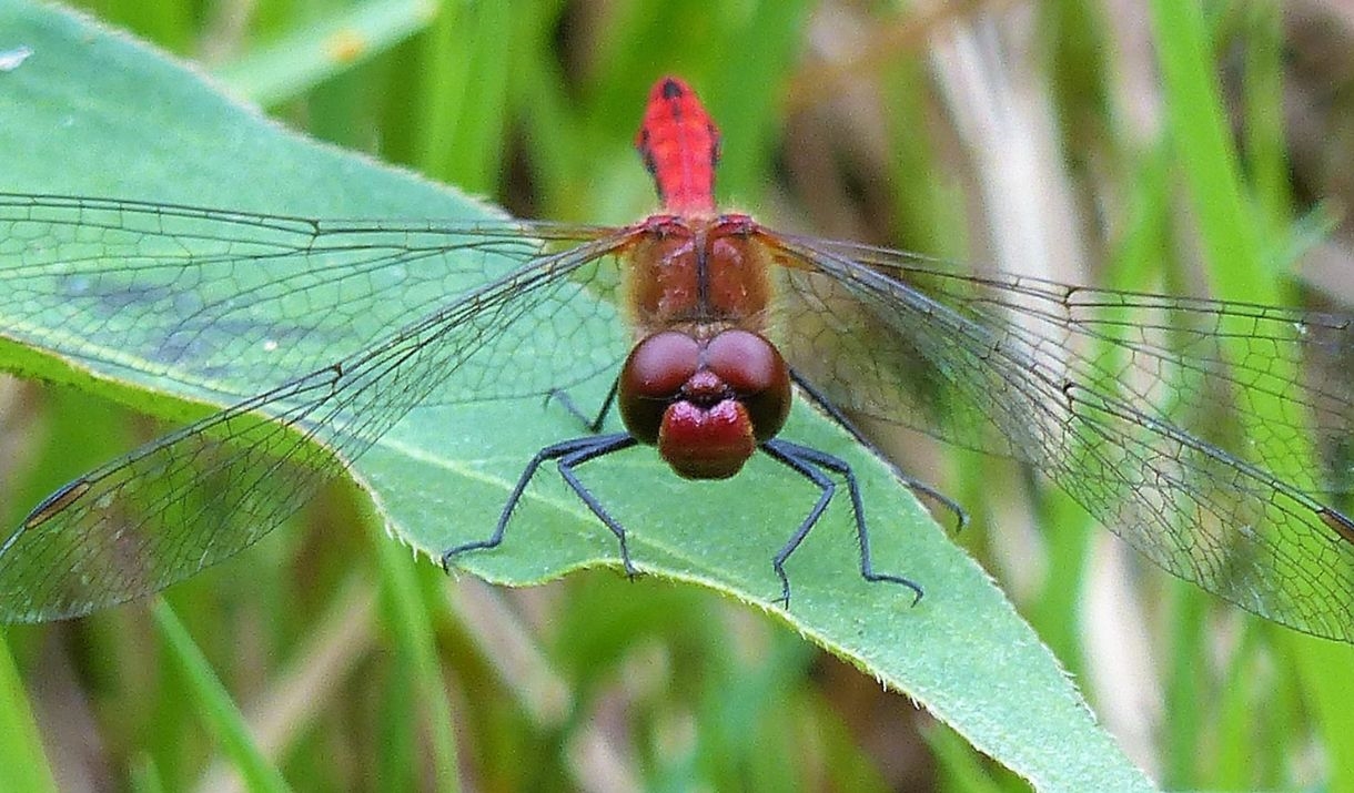 Ruddy Darter Dragonfly perched on a leaf