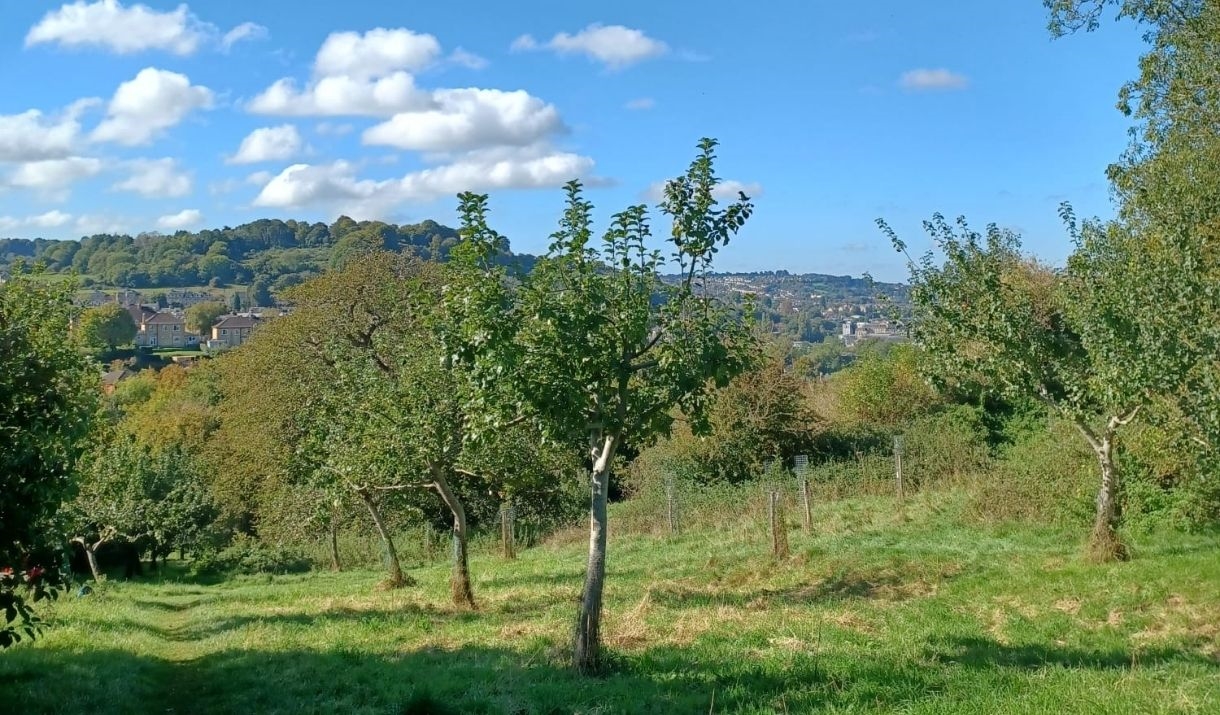a field of trees