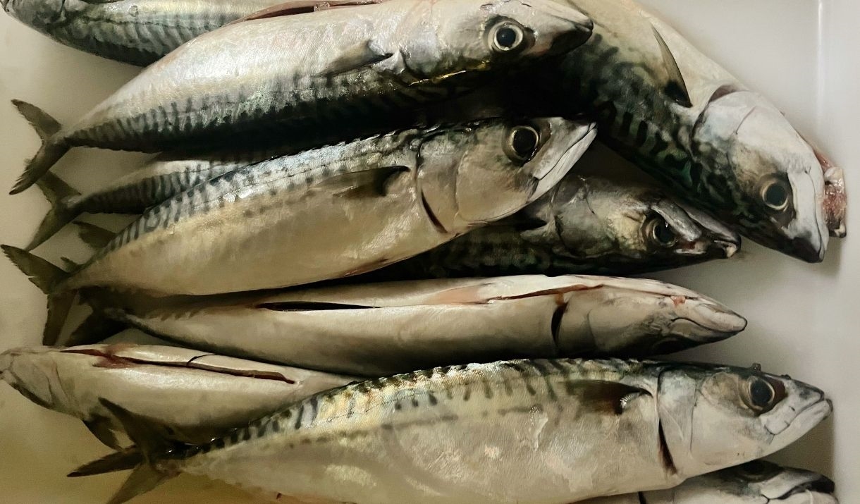 fish