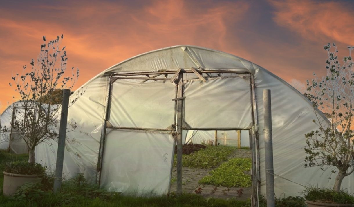 Kate's polytunnel