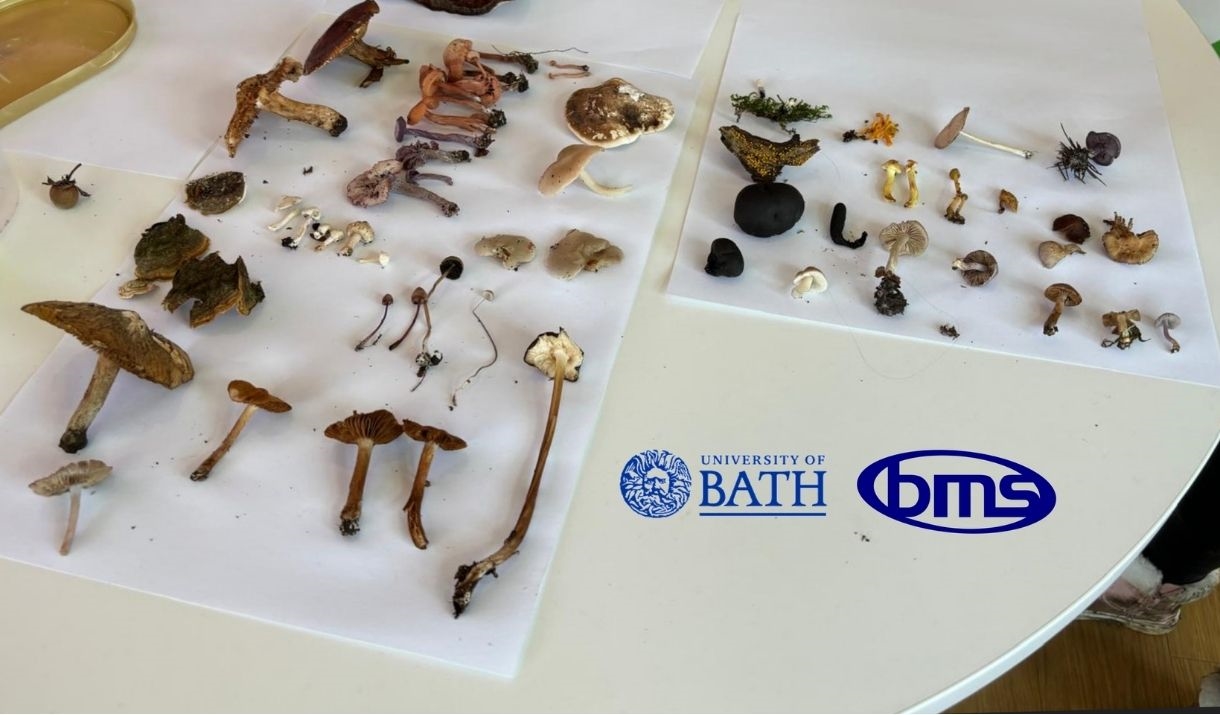 A table displaying different mushrooms collected on a fungal foray. The image contains the University of Bath logo and the British Mycological Society