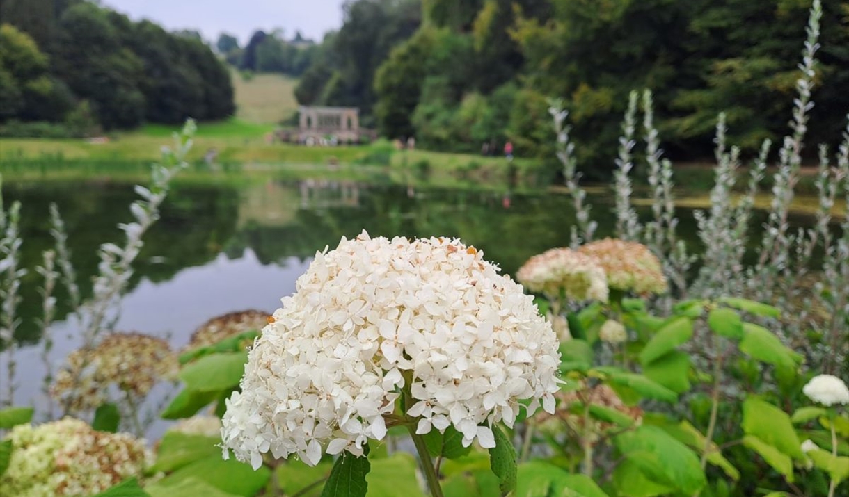 image of big white flower