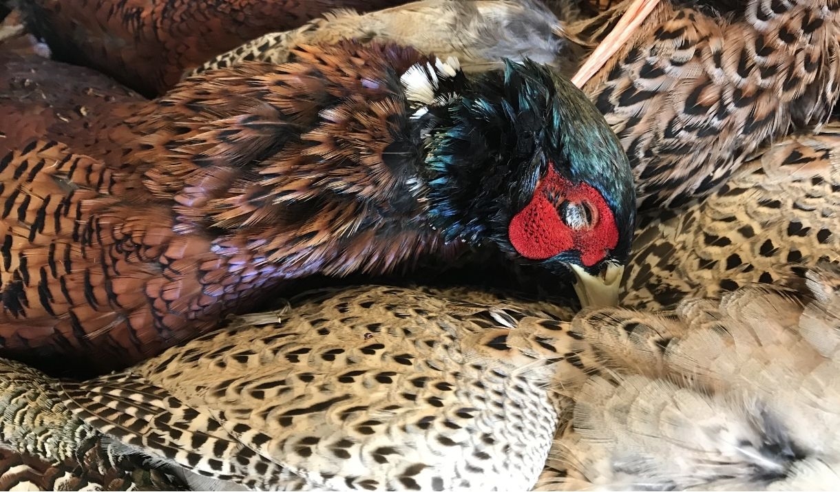 dead pheasents