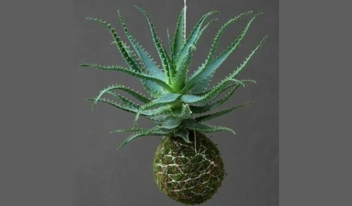 A pineapple-shaped plant