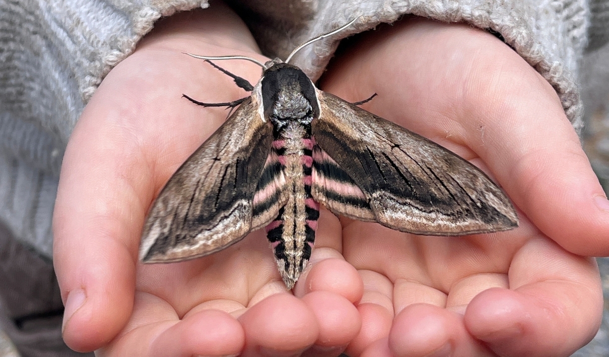 A moth sitting in a child's hands.