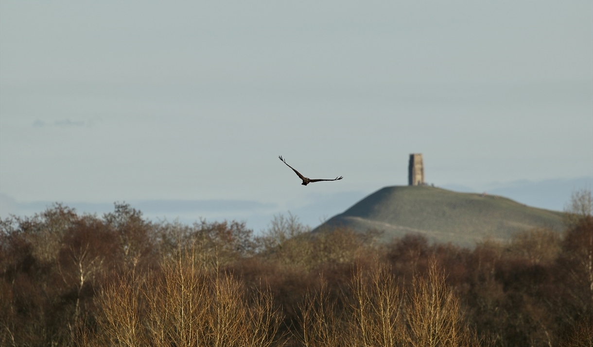 Marsh Harrier flying in the foreground with Glastonbury Tor in the background