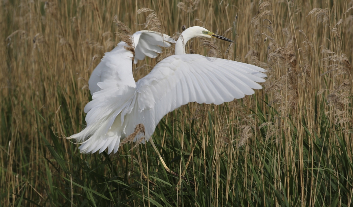 Great White Egret Landing in Reeds