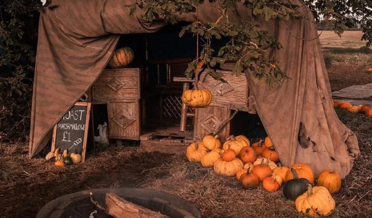 A tent erected against a tree in the middle of a field surrounded by pumpkins