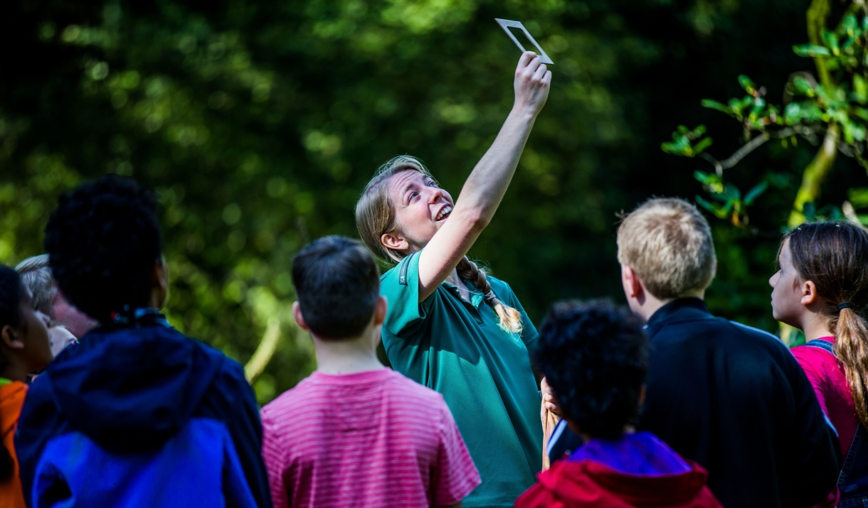 children looking up at trees on guided woodland walk