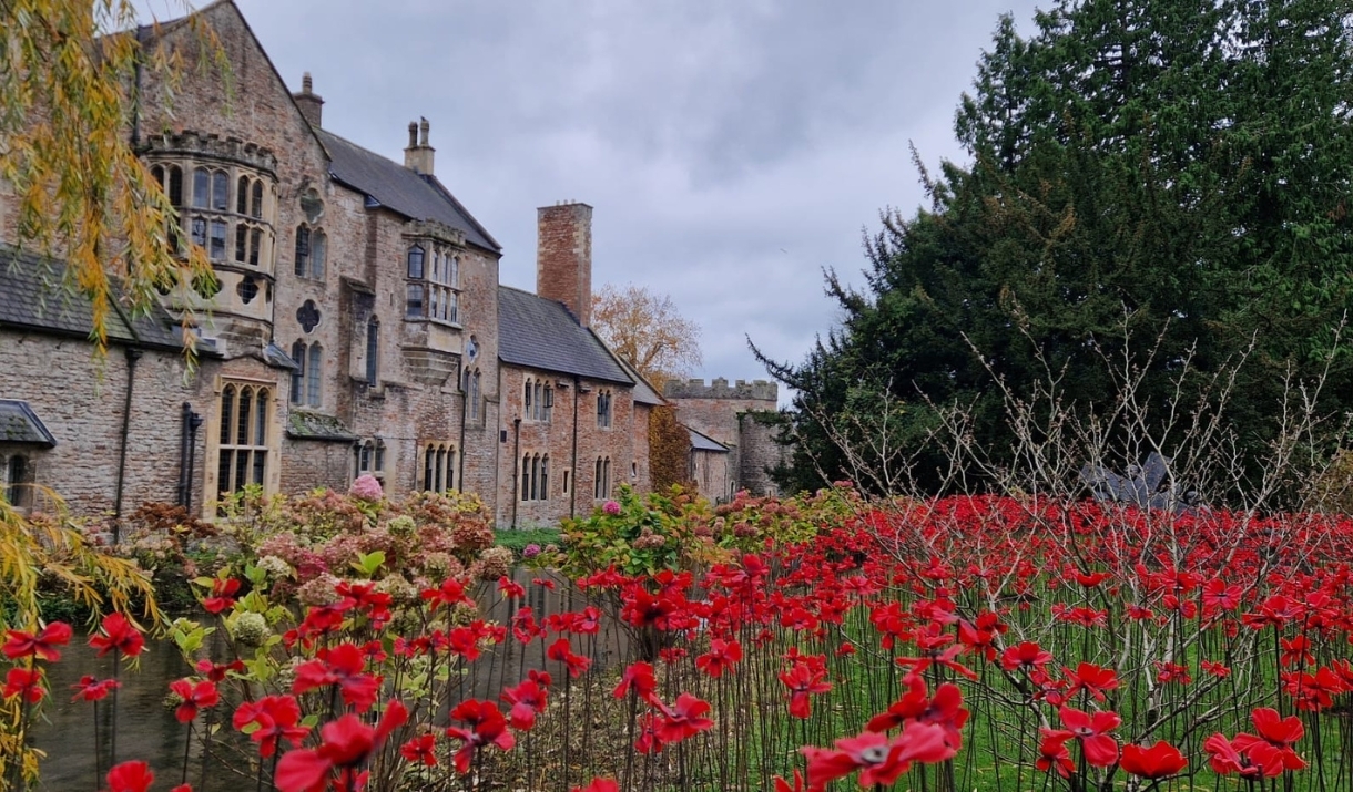 Somerset Poppies at The Bishop's Palace