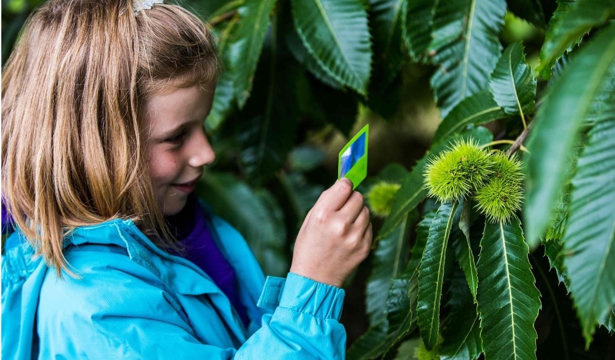 child looks closely at sweet chestnut seed growing on tree