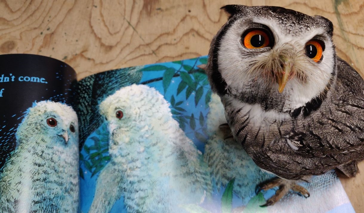 A Southern White-faced owl stands on the book Owl Babies and looks up at the camera