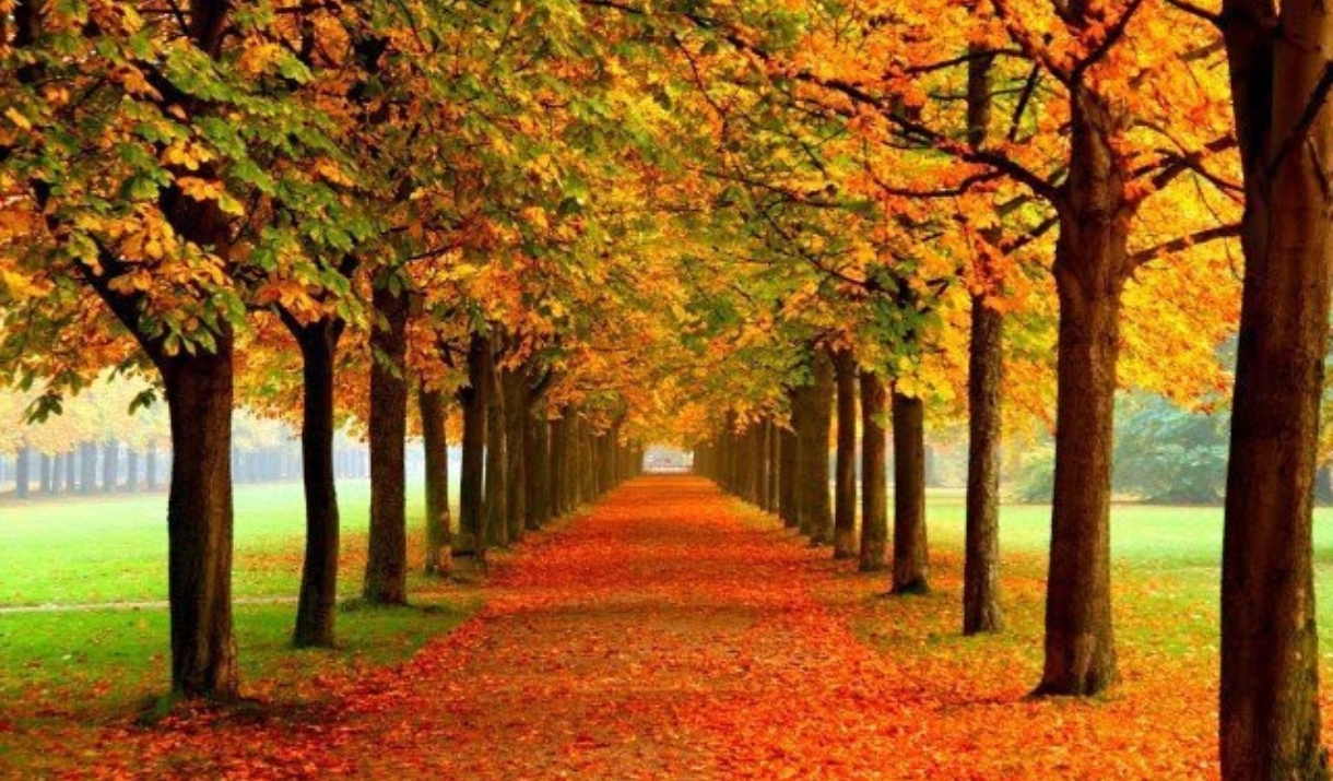 An avenue of trees in autumn