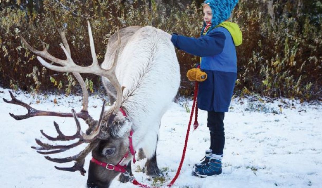 Reindeer feeding in the snow next to child