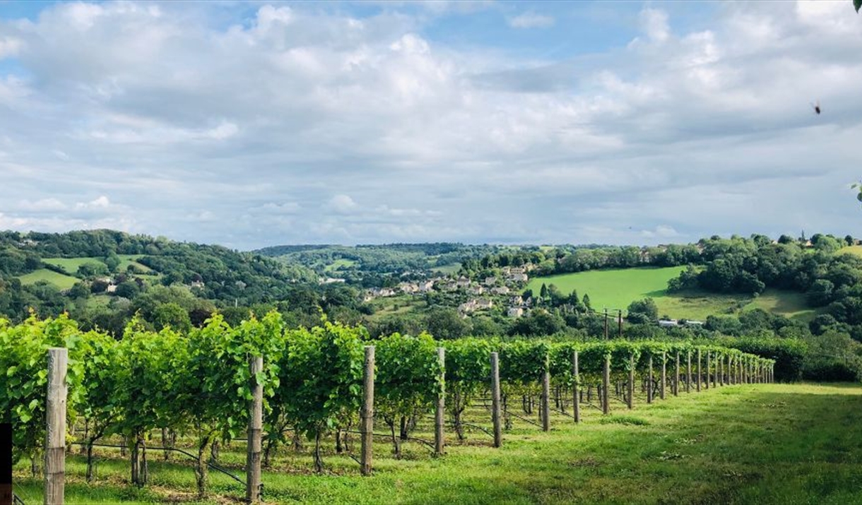 Views of Vineyard