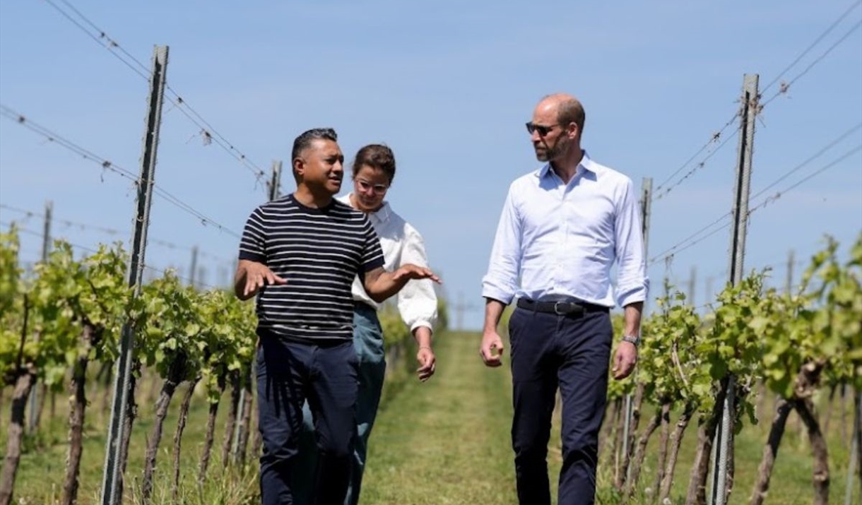 Vineyard Community Day - Leaf stripping (Sunday 3rd August)