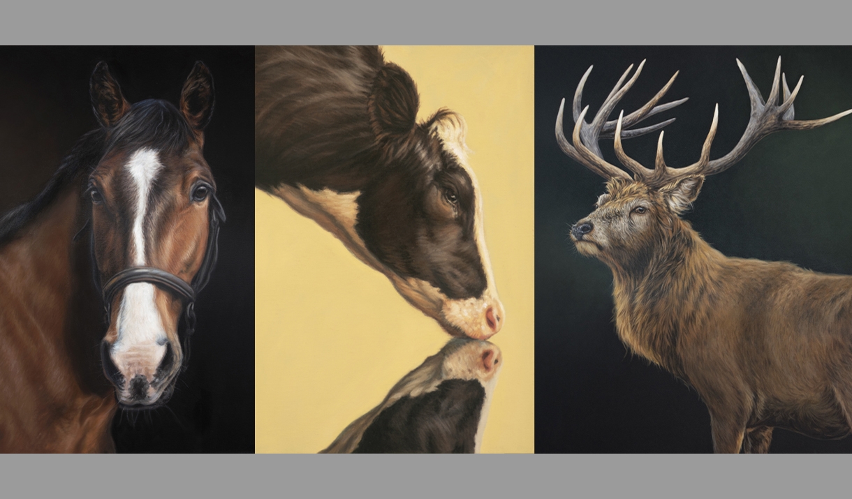 Paintings of Stags, Horses and Cattle.  Oil paintings. Joanne Cope