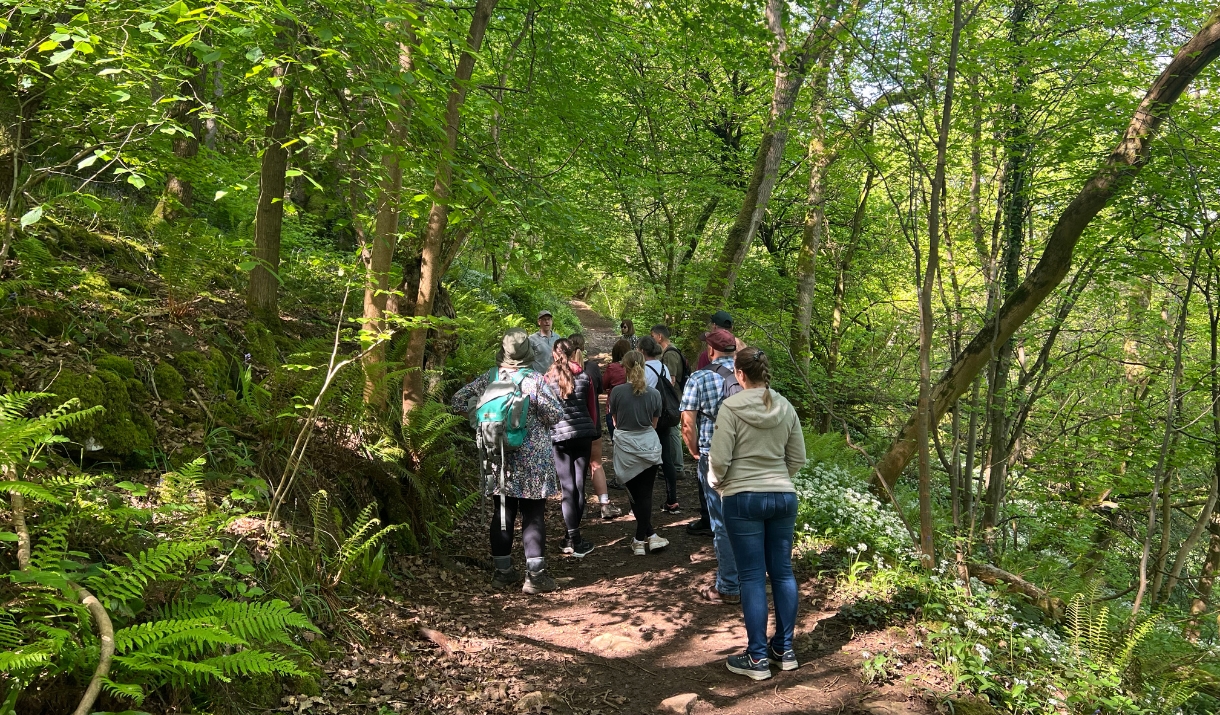 A group of people walking along a woodland trail surrounded by lush green trees and ferns.