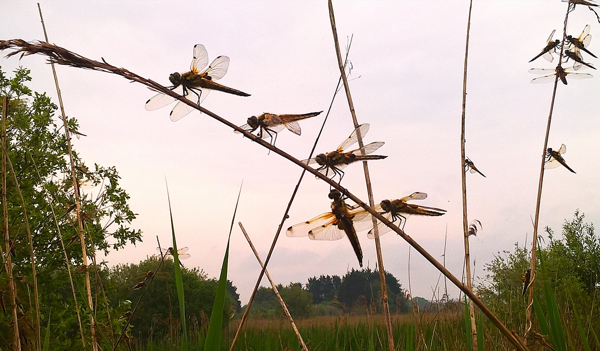 Four-Spotted Chaser Dragonfly sitting on a reed stem