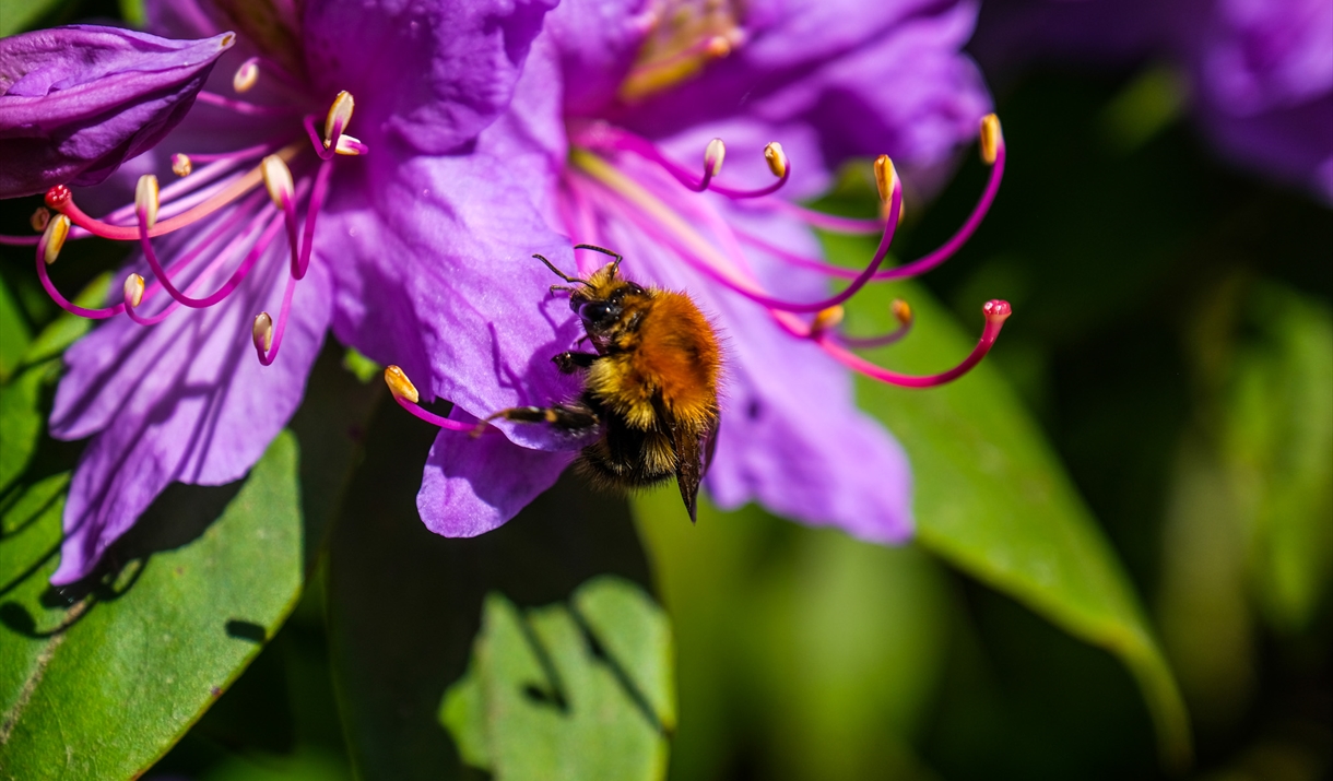 bee on purple flower