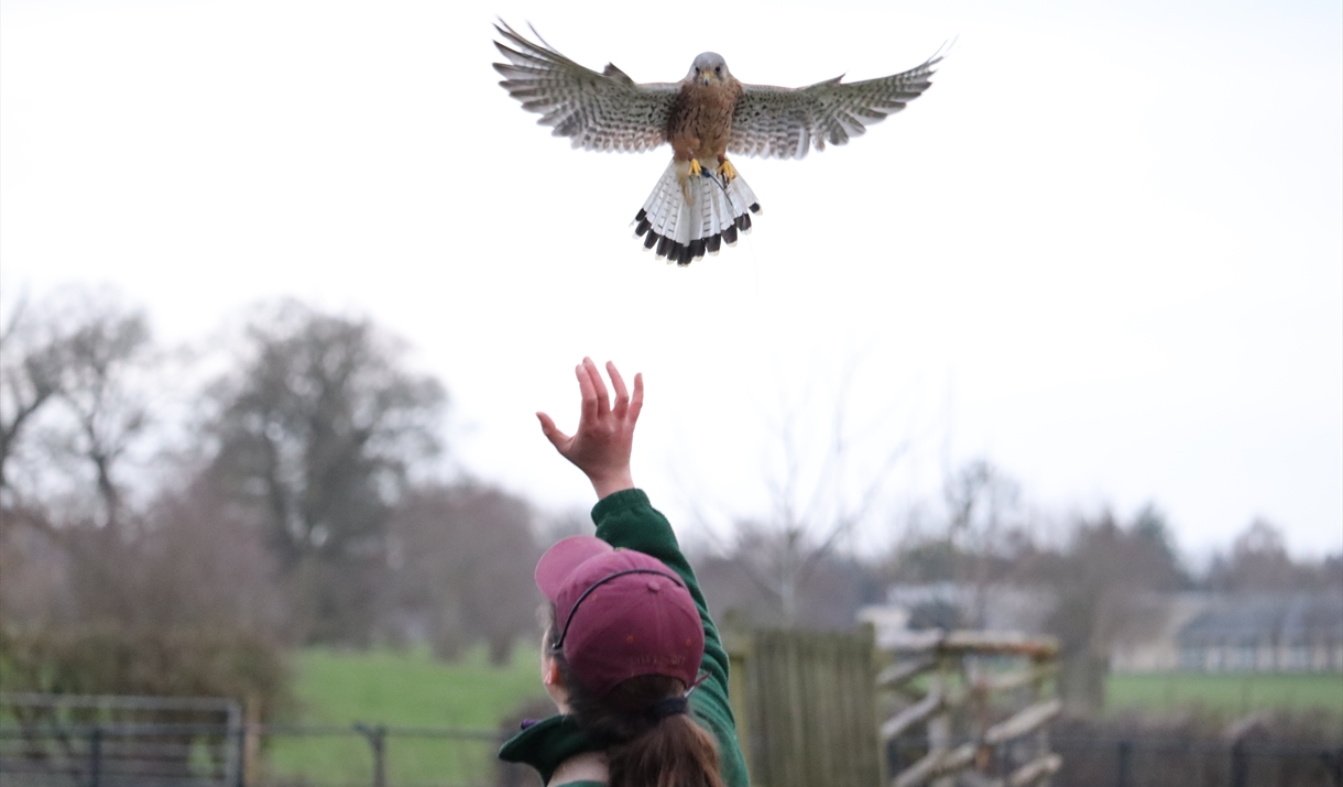 Kestrel flying overhead