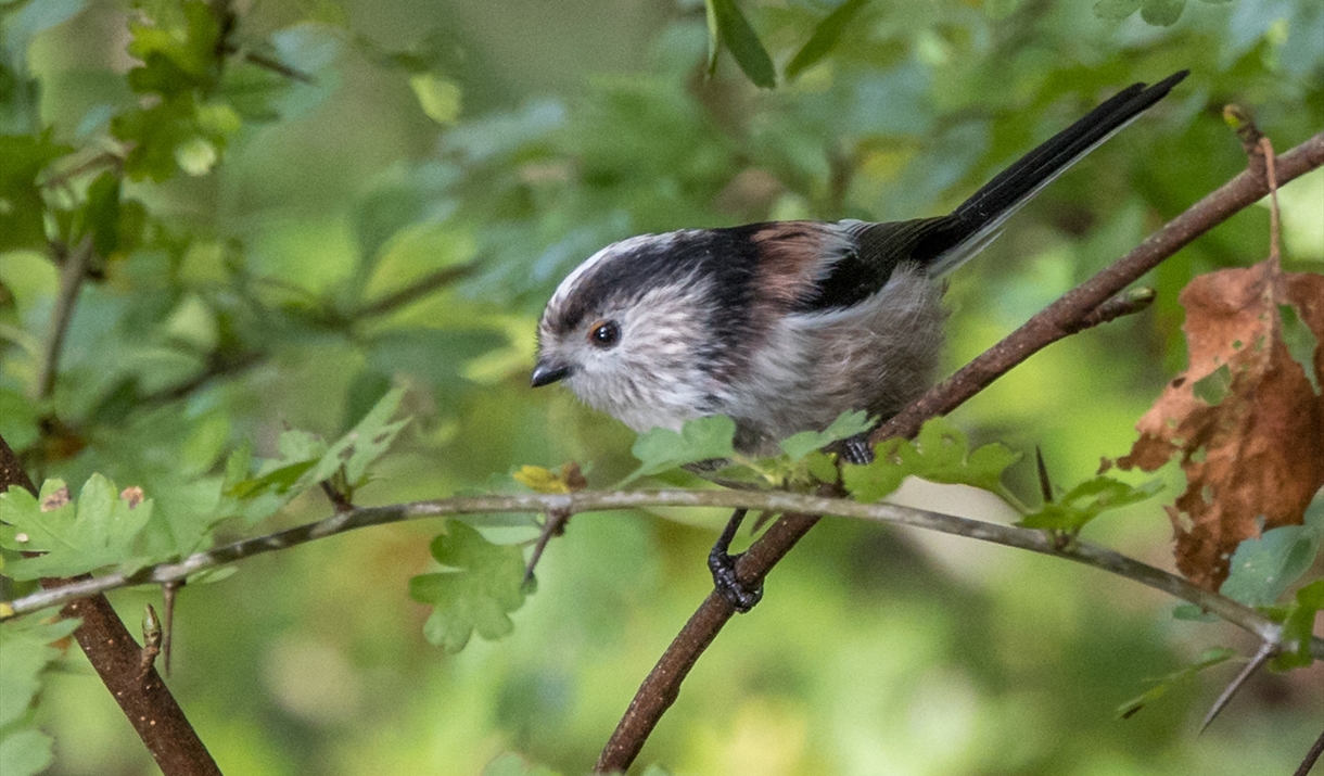 Long Tailed Tit in a bush