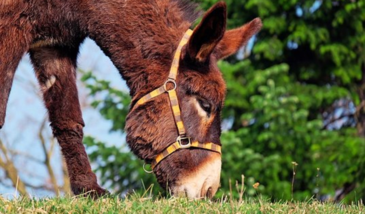 Side view of a donkey eating grass