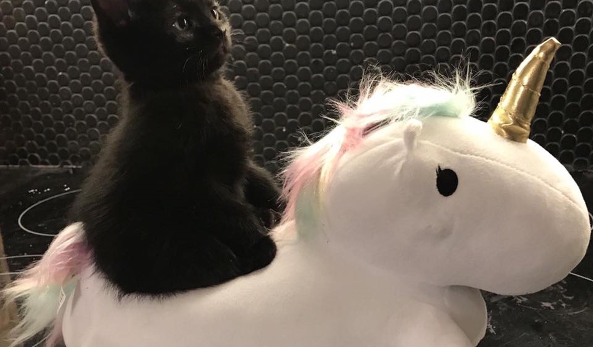 Black cat sitting on a unicorn-shaped cushion with a textured wall in the background
