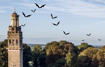 Beckford's Tower with bats
