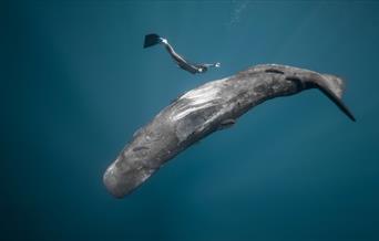 A photo of a snorkeler swimming with a whale