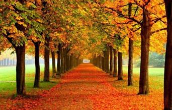 Trees