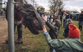 A young child in a green dinosaur-themed jacket reaches out to touch the nose of a realistic animatronic T-Rex at an outdoor dinosaur event. The child
