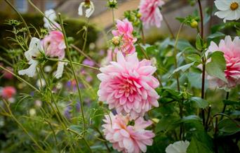 Dahlia in the South Gardens