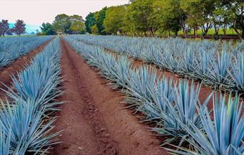 An image of an agave field