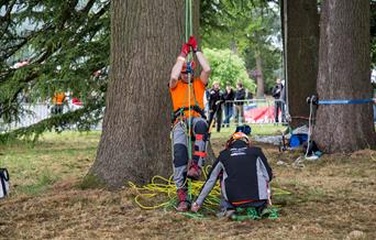 tree climbers at base of large tree