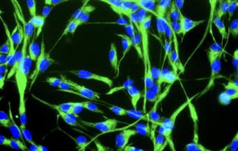 Stem Cells