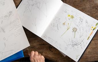 artist draws yellow and green plant illustration on white paper