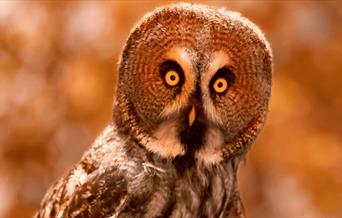 An owl in the trees looking into the camera