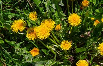 Dandelion's in a field