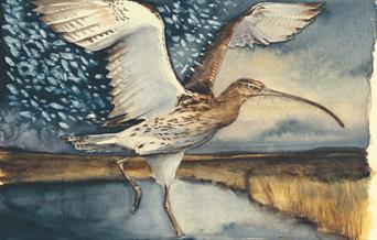 Curlew 3, The Lost Spells c. Jackie Morris